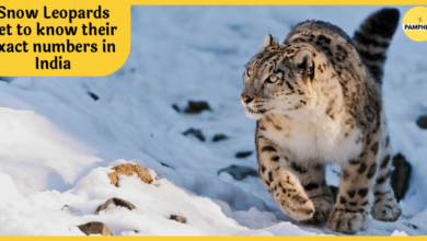India s elusive snow leopards snapped in key survey