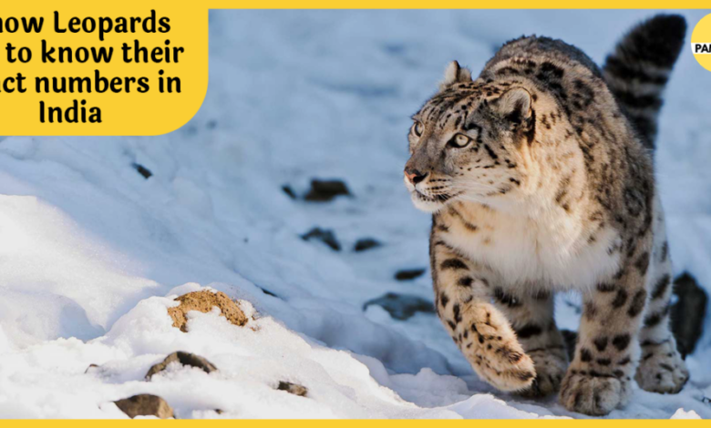 India s elusive snow leopards snapped in key survey