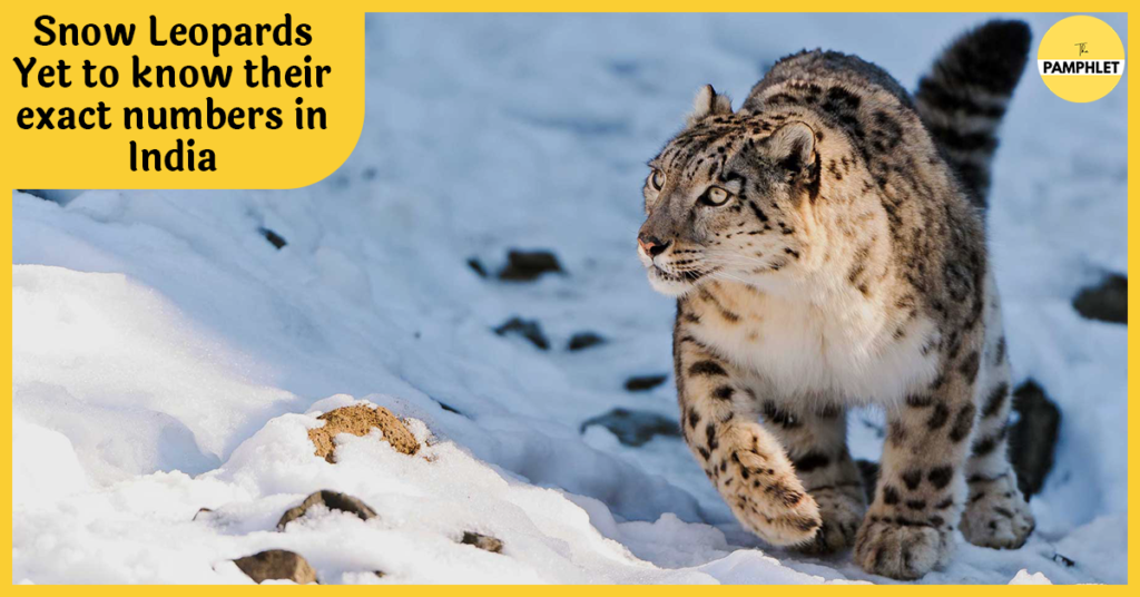 India s elusive snow leopards snapped in key survey