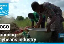 Togo s booming soybeans industry is biggest exporter to the eu