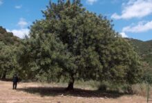 The carob tree making its comeback in tunisia
