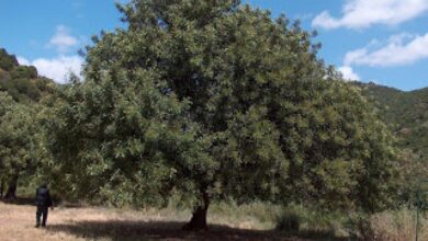 The carob tree making its comeback in tunisia