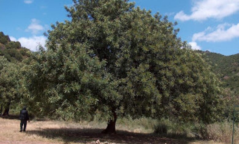 The carob tree making its comeback in tunisia