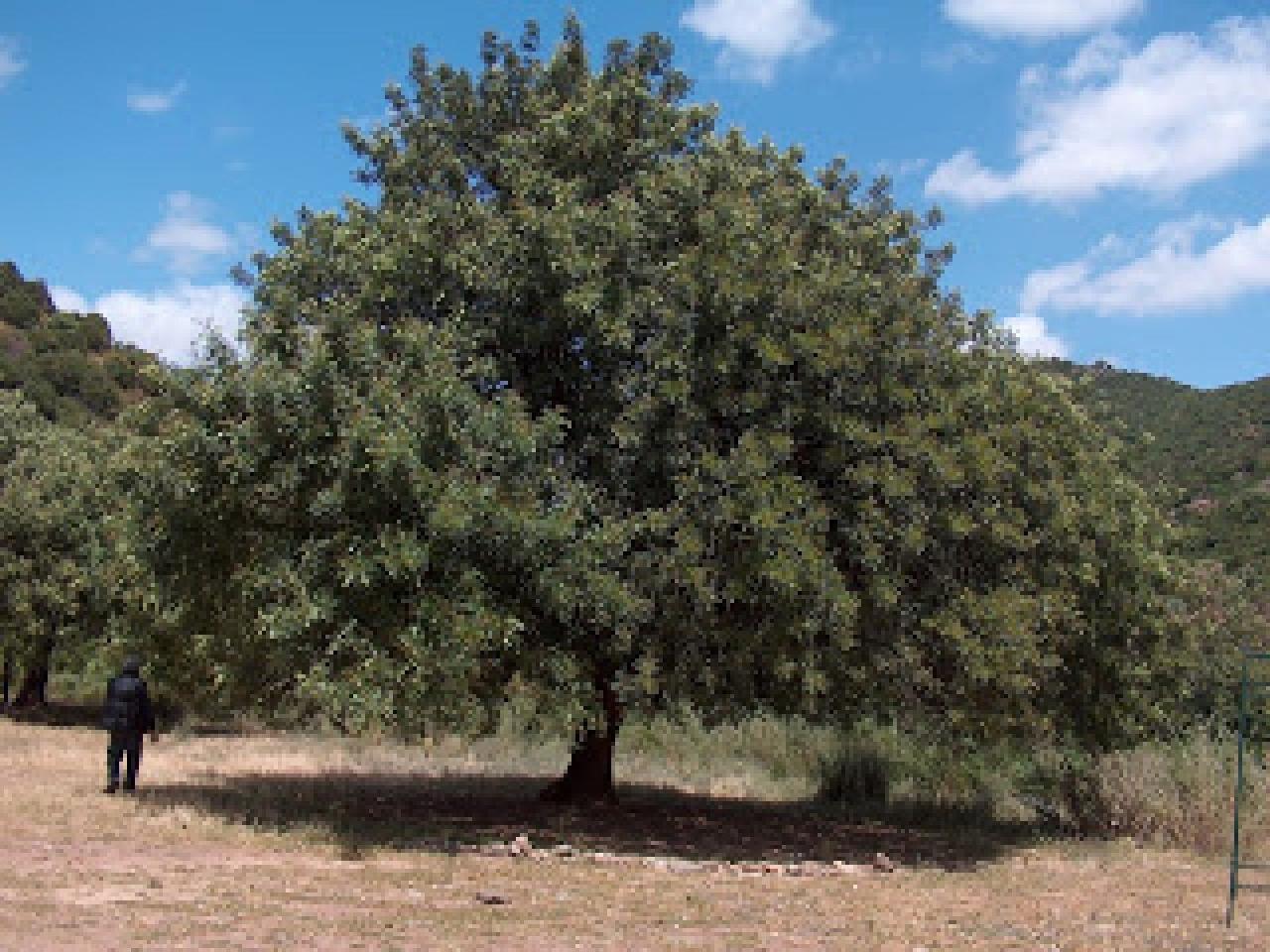 The carob tree making its comeback in tunisia