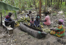 A boozy banana drink in uganda is under threat as authorities move to restrict home brewers