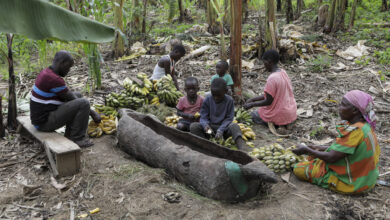 A boozy banana drink in uganda is under threat as authorities move to restrict home brewers