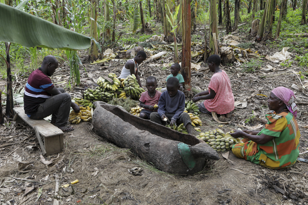 A boozy banana drink in uganda is under threat as authorities move to restrict home brewers