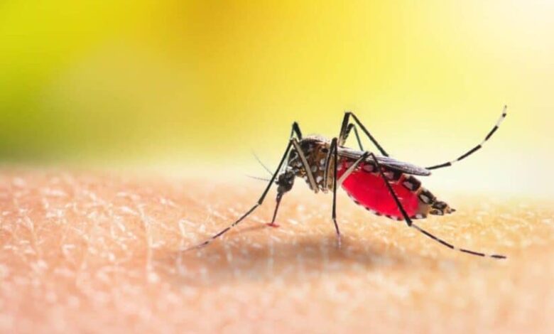 Cape verde becomes third african country to eliminate malaria