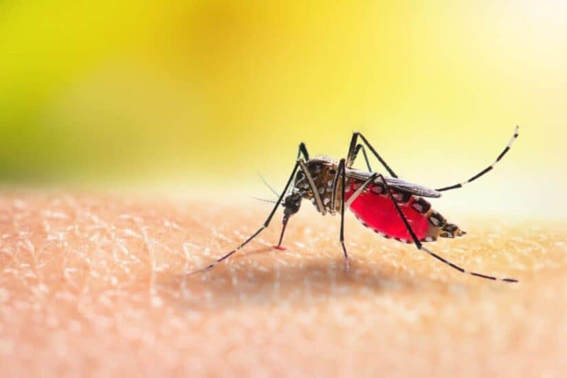 Cape verde becomes third african country to eliminate malaria