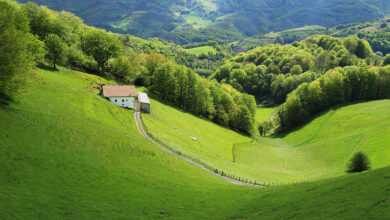 French forests putting down roots