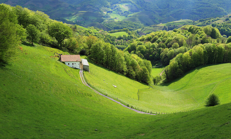 French forests putting down roots