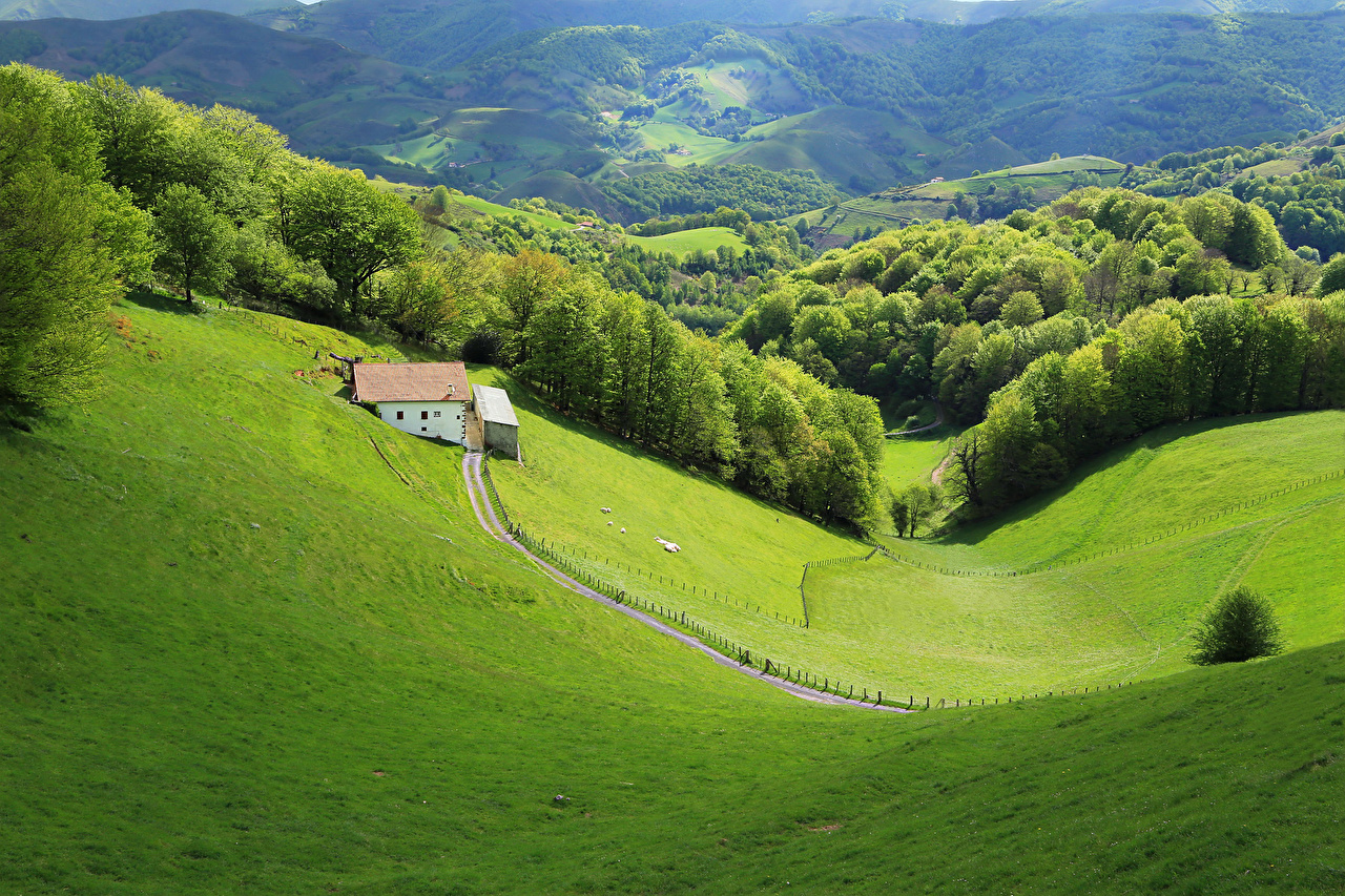 French forests putting down roots