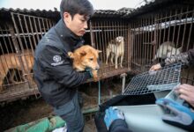 South korea passes bill to ban consumption of dog meat