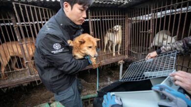 South korea passes bill to ban consumption of dog meat