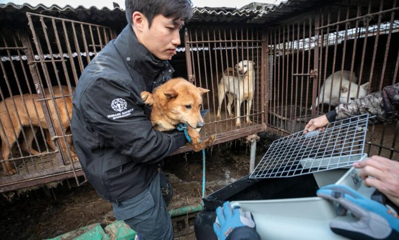 South korea passes bill to ban consumption of dog meat