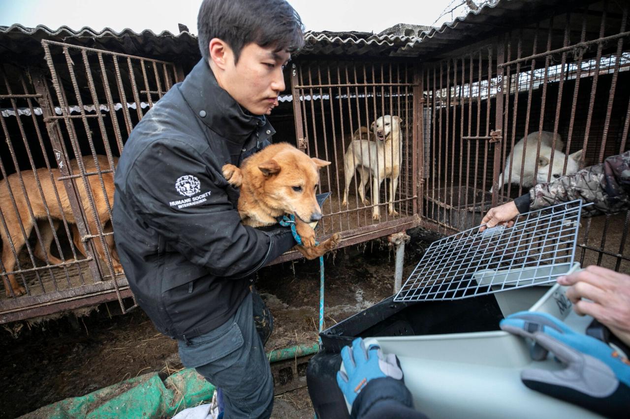 South korea passes bill to ban consumption of dog meat