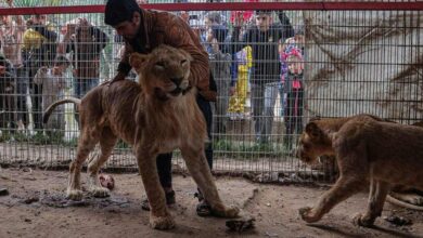 Animals go hungry at war torn gaza zoo