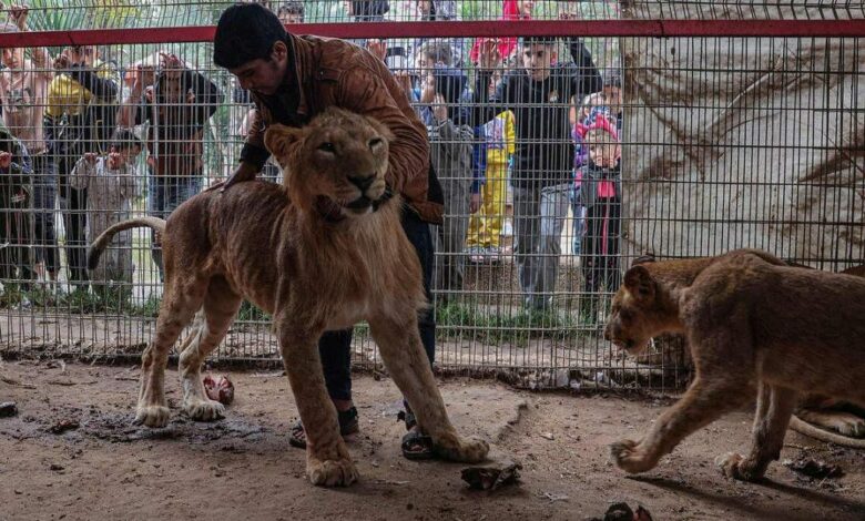 Animals go hungry at war torn gaza zoo