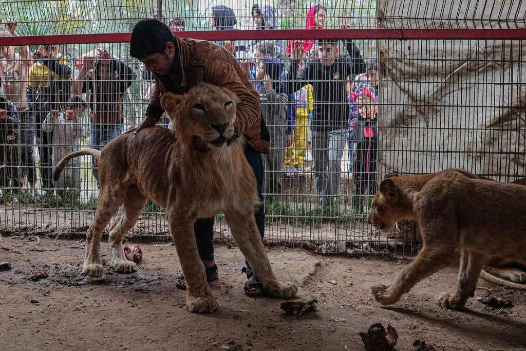 Animals go hungry at war torn gaza zoo