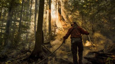 Firefighters battle out of control blaze in argentina national park