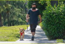 Farrell fulfils lions destiny with head coach role