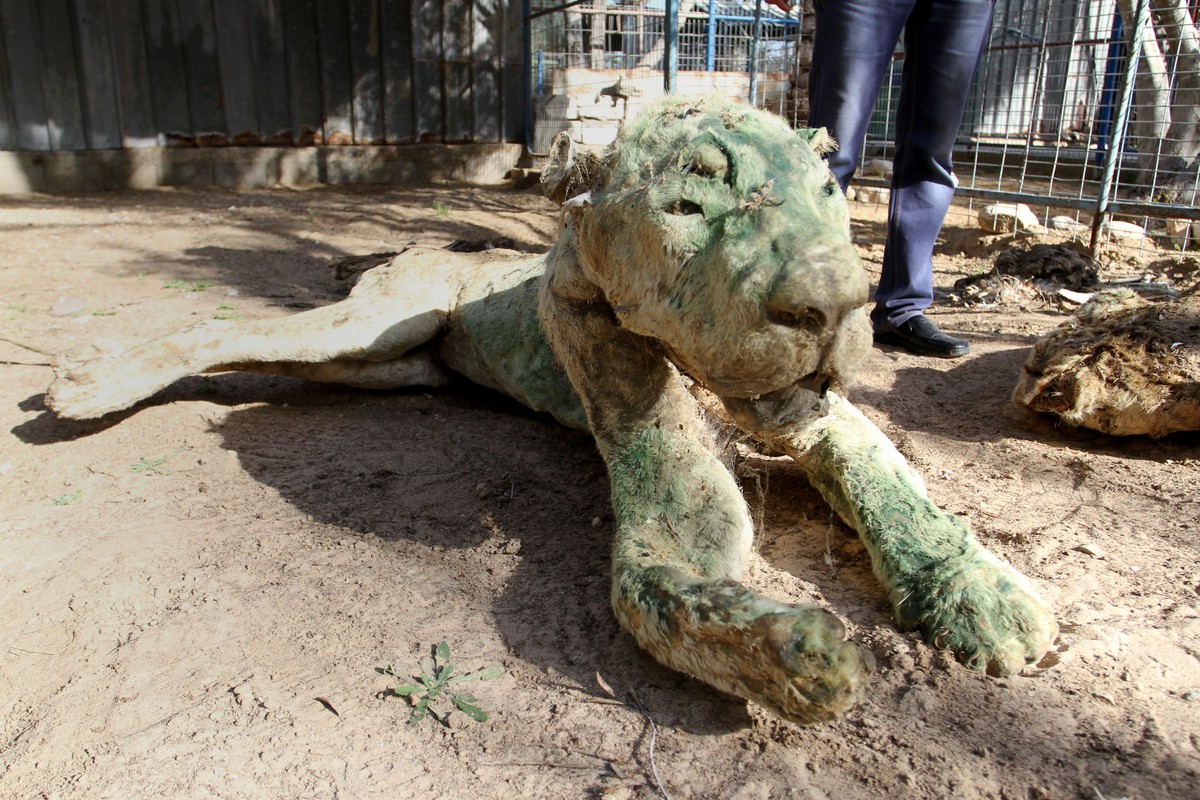 Animals go hungry at war torn gaza zoo