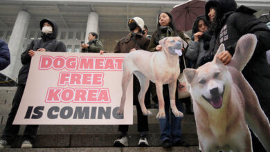 South korea bans consumption of dog meat in win for animal activism