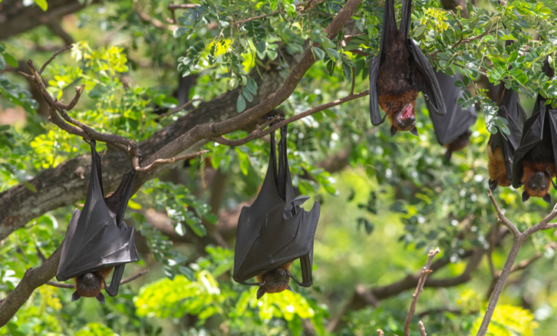 Usda inspector general bird extermination controversy