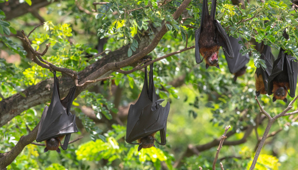 Usda inspector general bird extermination controversy